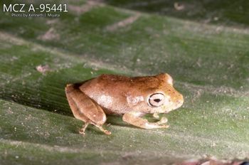 Media type: image;   Herpetology A-95441 Description: Photo of animal in life, taken in the field by Dr. Kenneth Ichiro Miyata. A slide of the photo was scanned in 2012 by Melissa Wooley.;  Aspect: lateral